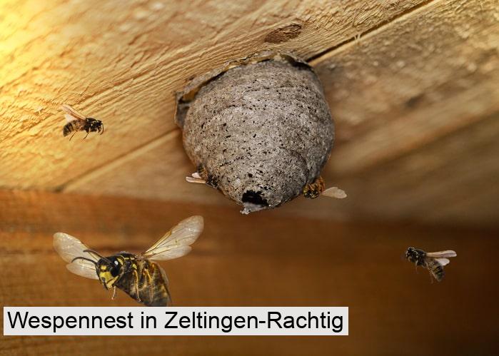 Wespennest in Zeltingen-Rachtig